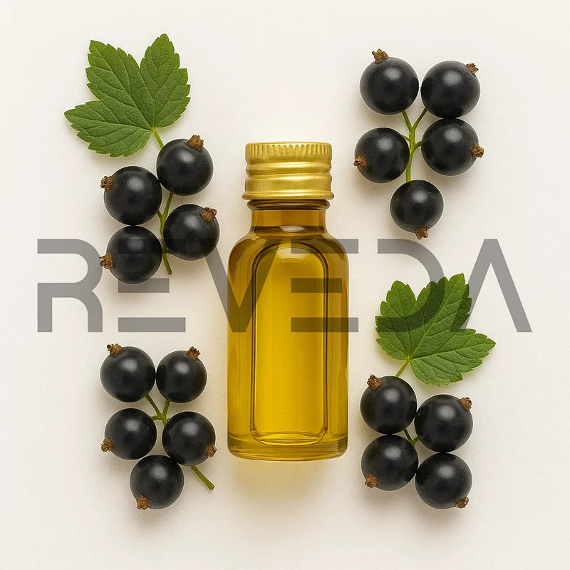 Black Current Oil