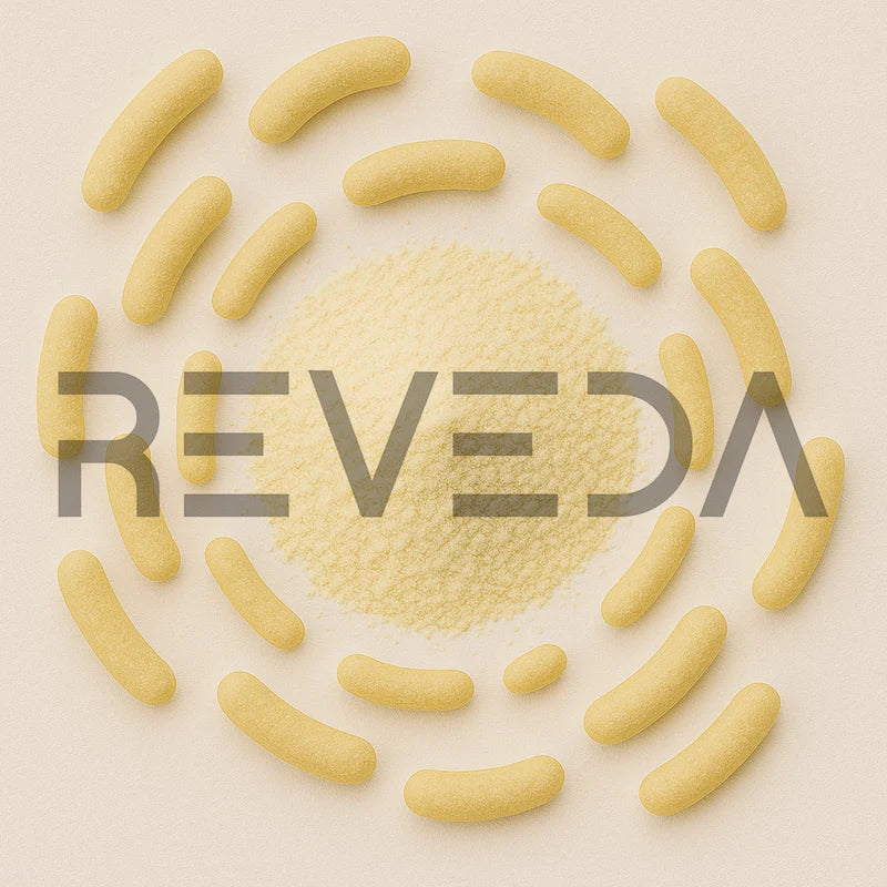 Lactobacillus Fermentum Probiotic Powder