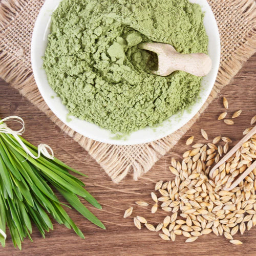 Benefits of Barley Grass powder - Wholesale B2B Bulk Suppliers in USA