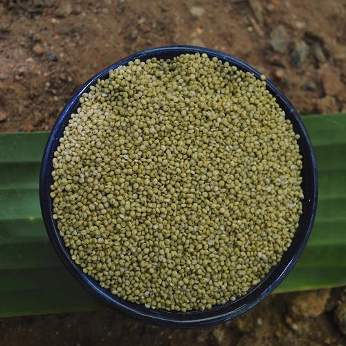 Benefits Of Brown Top Millet Seeds - Wholesale B2B Bulk Suppliers