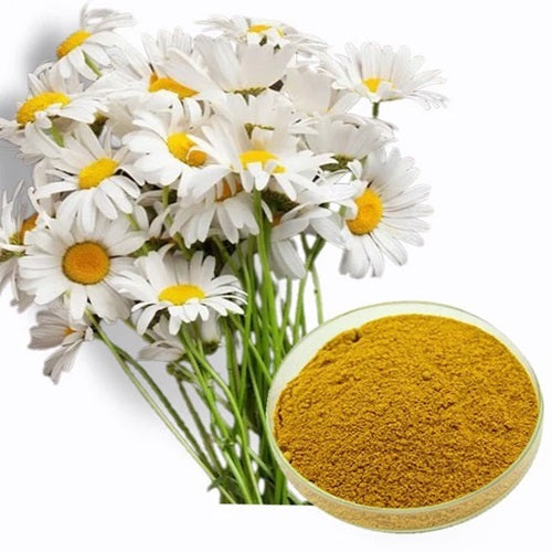 Benefits of Chamomile Powder - Wholesale B2B Bulk Suppliers