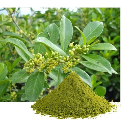 Benefits of Gymnema Leaf Powder - Wholesale B2B Bulk Suppliers in USA