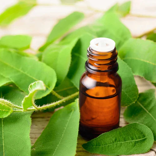 Benefits of Lemon Eucalyptus Essential Oil - Wholesale B2B Bulk Suppliers