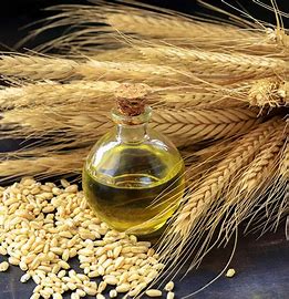 Benefits of Wheat Germ Oil - Wholesale B2B Bulk Suppliers in Europe