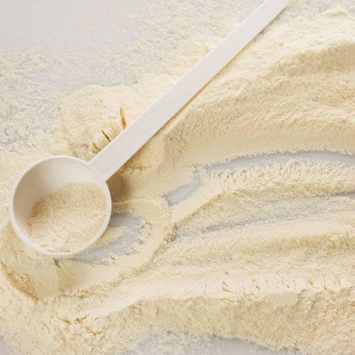 Benefits of Egg Powder - Wholesale B2B Bulk Suppliers