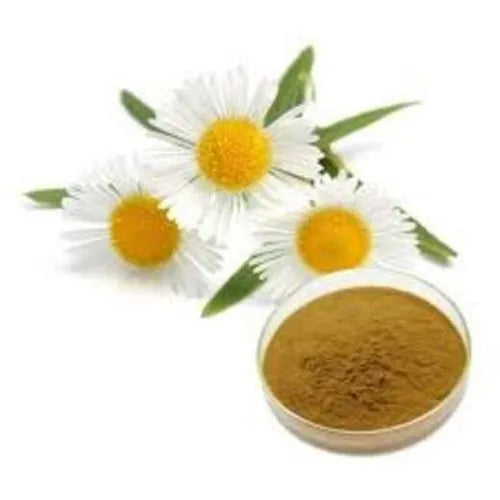 Benefits of Chamomile Extract Powder - Wholesale B2B Bulk Suppliers in USA