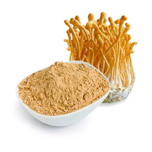 Benefits of Cordyceps Mushroom powder - Wholesale B2B Bulk Suppliers in Europe