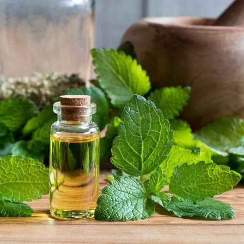 Benefits of Lemon Myrtle Essential Oil - Wholesale B2B Bulk Suppliers