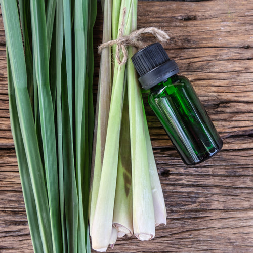 Benefits of Lemon Grass Essential Oil - Wholesale B2B Bulk Suppliers in Europe