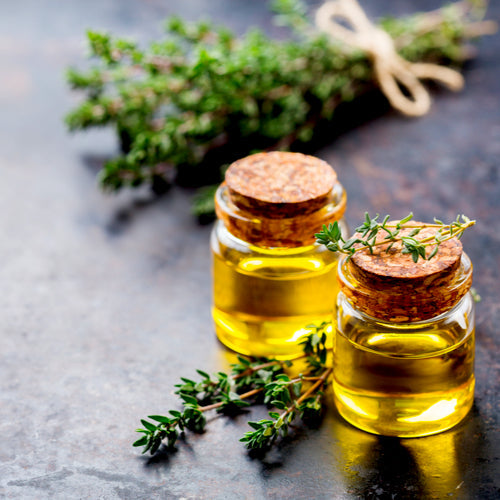 Benefits of Thyme Essential Oil - Wholesale B2B Bulk Suppliers in USA