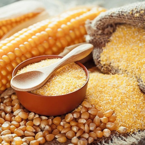 Benefits of Yellow Cornmeal Powder - Wholesale B2B Bulk Suppliers
