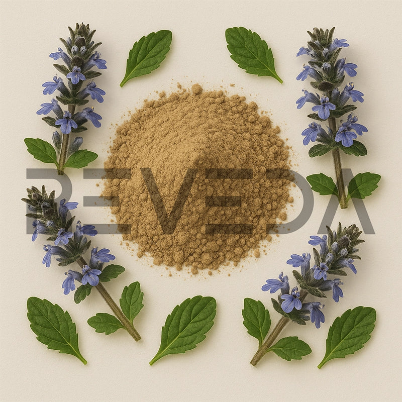 Ajuga Turkestanica Extract Powder
