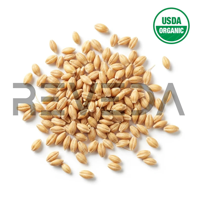 Barley Seeds