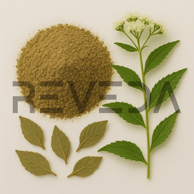Boneset Powder