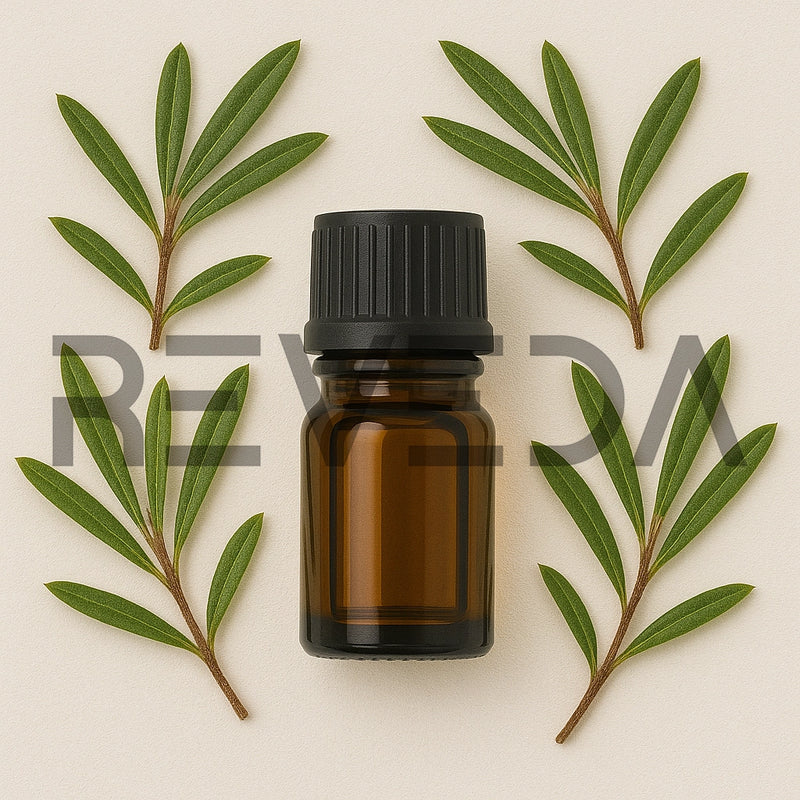 Ledum Essential Oil