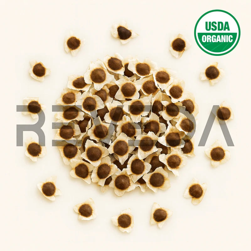 Moringa Seeds with Wings